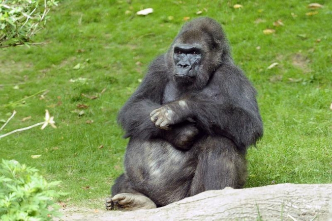Niujorko zoologijos sode nugaišo lankytojų pamėgta gorila