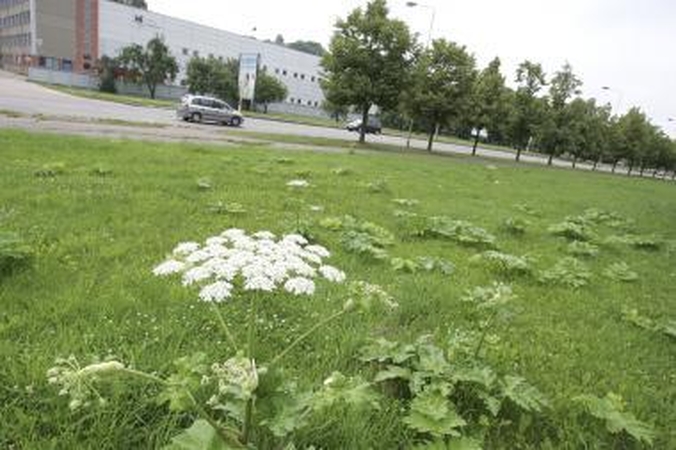 Kaunietis pataria, kaip pjauti Sosnovskio barščius