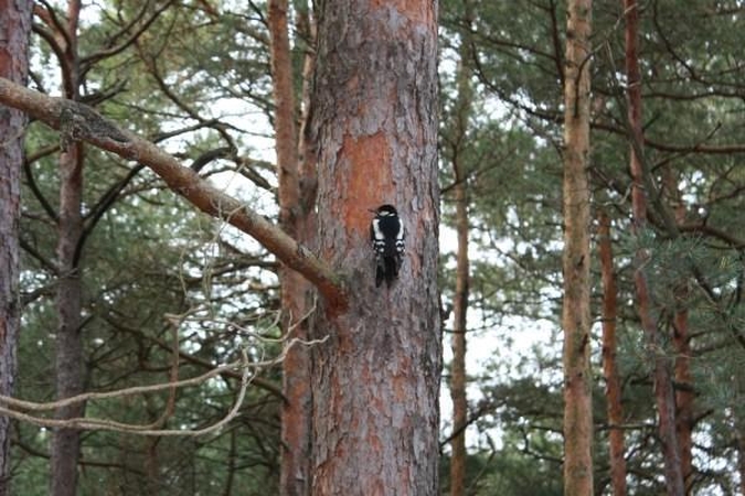 Iš pušų plantacijoje surinktų sėklų augins miškus ateities kartoms