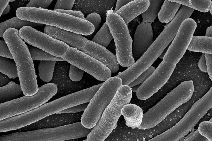 E.coli bakterija bus paversta biokuru, jos jau yra plastike