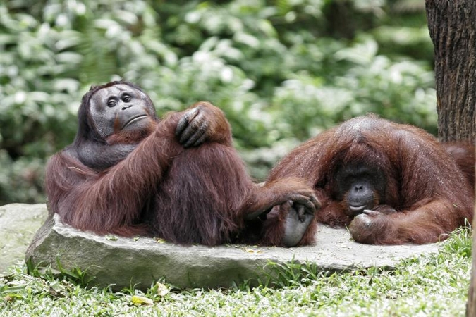 Sumatros orangutanai vilkina lytinę brandą