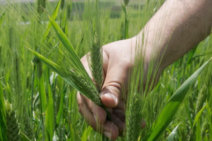 "Agrowill" nori nukelti obligacijų išpirkimą