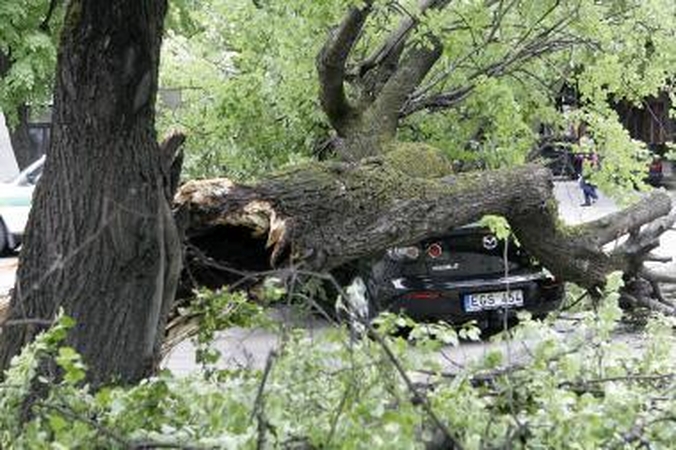 Kauno centre nuvirtęs topolis prispaudė apynaujį automobilį (papildyta)