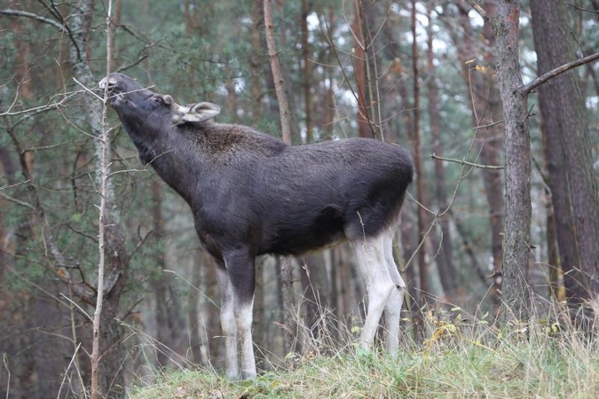 Briedžių šeimynos pietums mašinos netrukdo