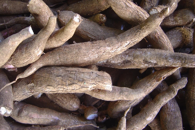 Būsimo Afrikos bado šaknys - šakniavaisiuose
