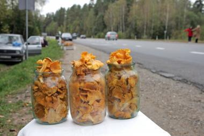 Grybų šiemet daug, supirkimo kainos - rekordiškai žemos