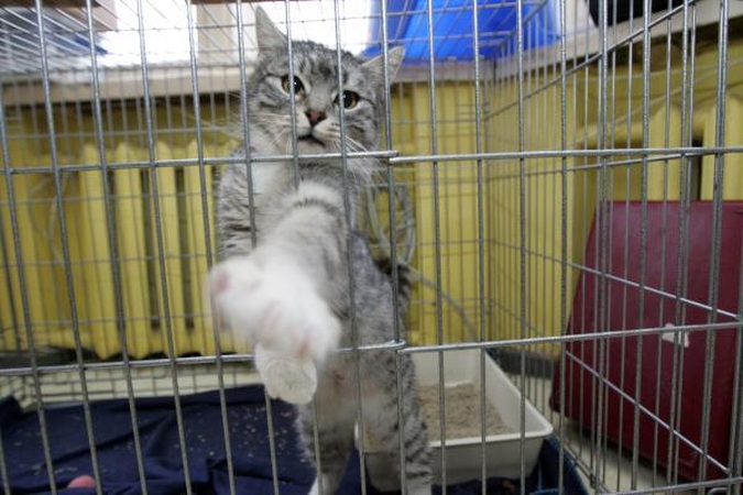 Vilniuje ir Klaipėdoje pradėti sterilizuoti beglobiai gyvūnai