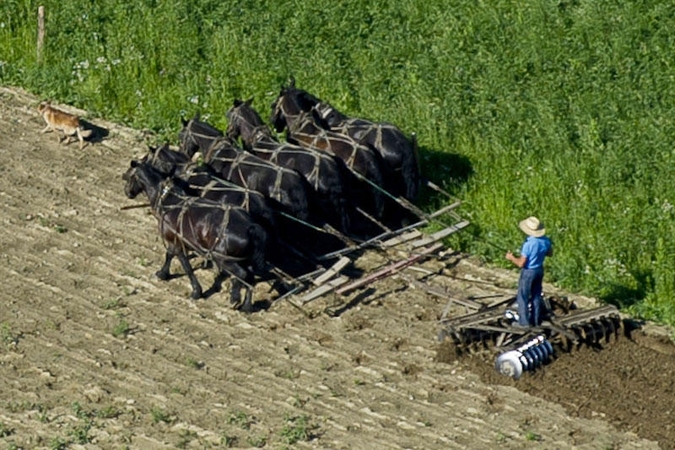 Ohajuje siautėja užpuolikų gauja, kerpanti barzdas amišams