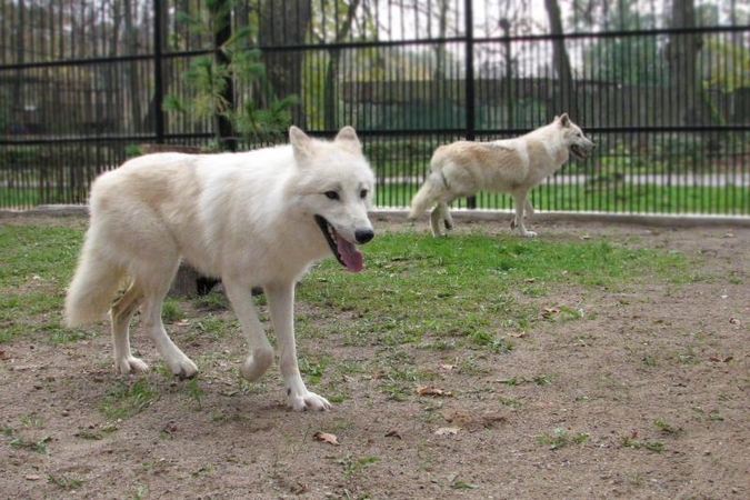 Zoologijos sode apsigyvenę arktiniai vilkai stebina apetitu ir grožiu