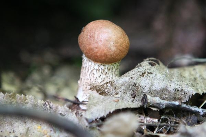 Lietuvos miškuose – pirmieji grybai