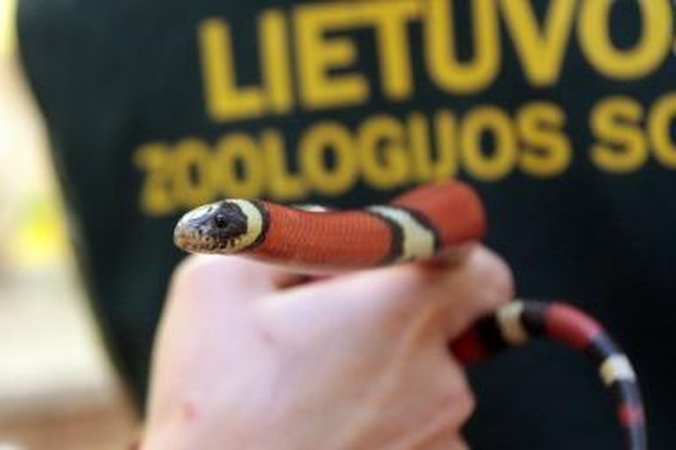 Pabėgusios gyvatės šeimininkas: ji net su kačiuku draugauja