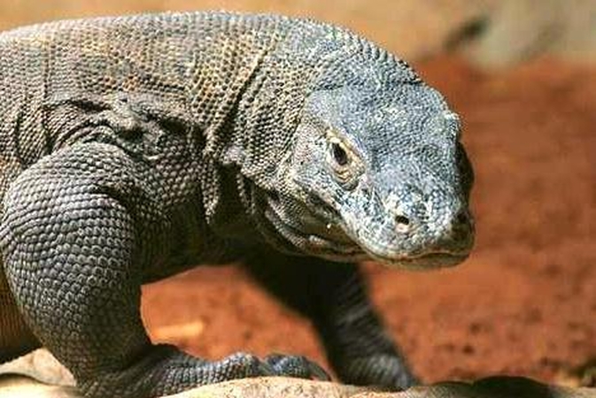 Kaip Komodo drakonas gali nužudyti bulių vienu įkandimu?