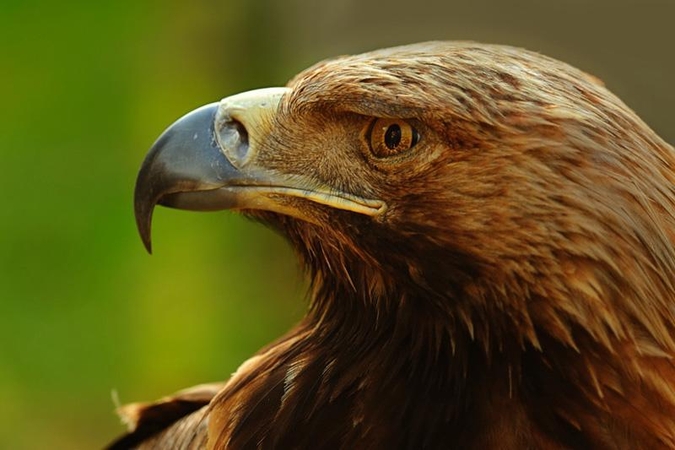 Veterinaras išgelbėjo erelį, atlikdamas jam dirbtinį kvėpavimą