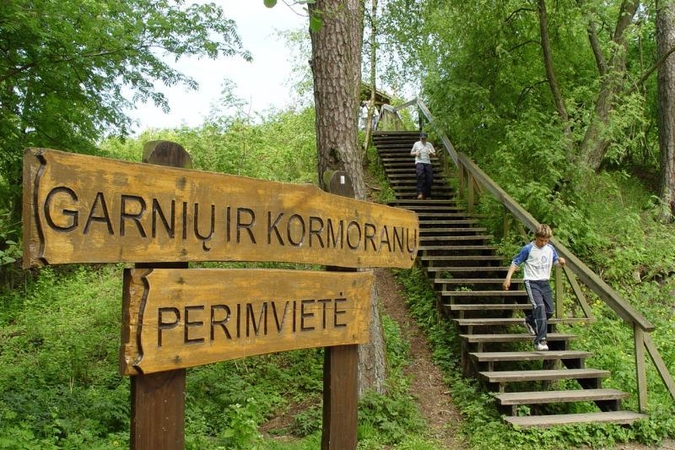 Juodkrantėje petardomis bus baidomi kormoranai 