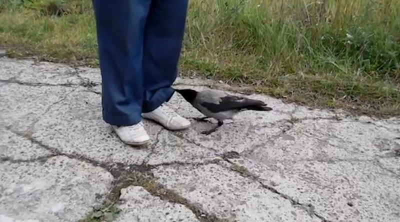 Rusijoje gyvena batraiščius atrišinėjanti varna
