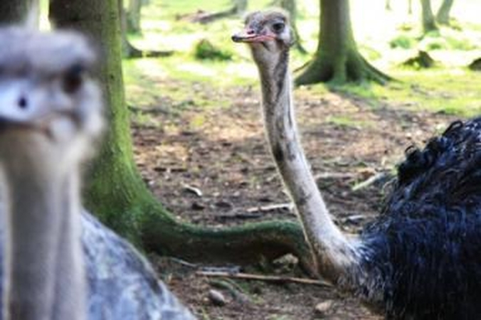Lietuviškame kaime – Afrikos paukščiai