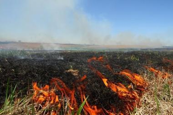 Žolės degintojai gali sunaikinti milijonus gyvybių