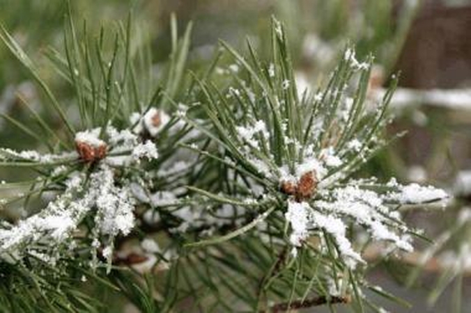 Prieš Kalėdas visoje Lietuvoje urėdai nemokamai dalys eglių šakas