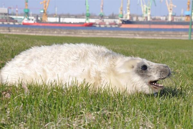 Jūrų muziejuje – dar vienas ruoniukas pamestinukas