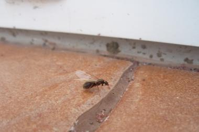 Mieste daugėja sparnuotųjų skruzdėlių