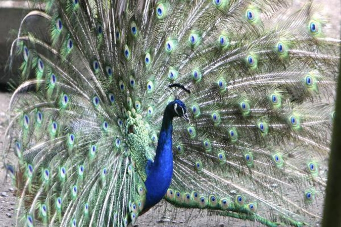 Vingio parką išgelbėtų žirgynas ir zoologijos sodas