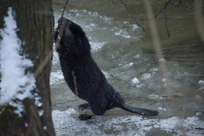 Sprogdino bebrų užtvanką – neteko plaštakos
