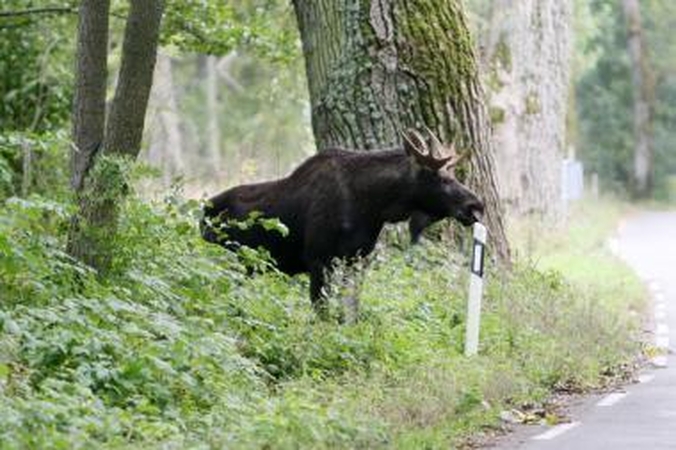 Automobilių ir žvėrių susirėmimai - be nugalėtojų
