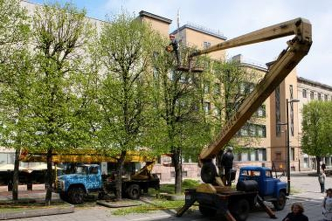 Laisvės alėjoje - liepų gražinimo metas