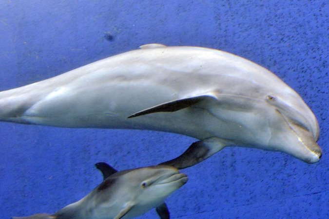 Septintasis pojūtis: delfinų elektrosensoriniai sugebėjimai