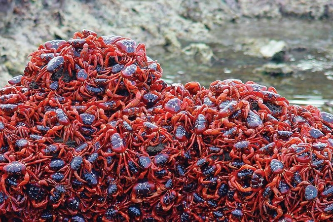 Kalėdų salą užplūsta kasmetinė krabų migracijos lavina