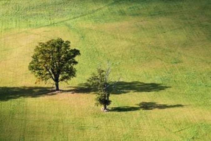 "Agrowill Group" nustebino Vyriausybės dėmesys ginčui dėl "Gustonių" bendrovės 