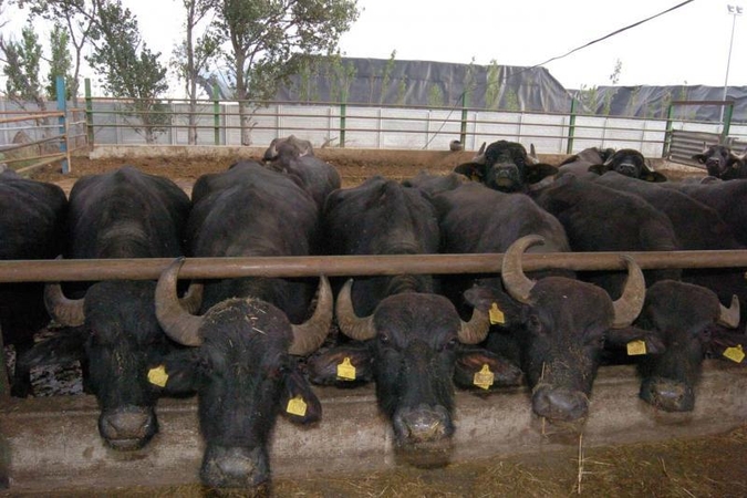 Vietname įniršęs buivolas sužeidė dešimt žmonių