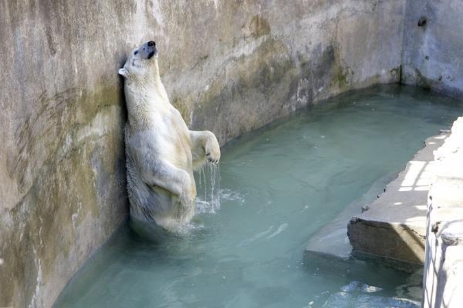 Baltieji lokiai neišgyvens šiltesniame pasaulyje