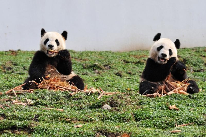 Keli įdomūs faktai apie pandas (foto)   