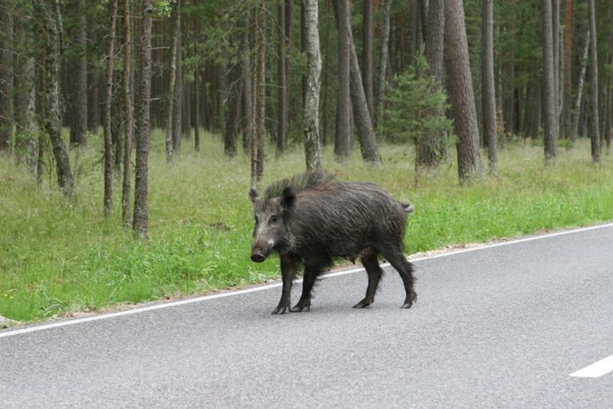 Du vairuotojus iš pradžių nuskriaudė šernai, paskui – policija