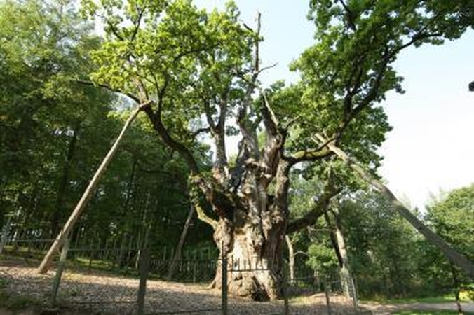 Kvies aplankyti Stelmužės ąžuolo "brolį"