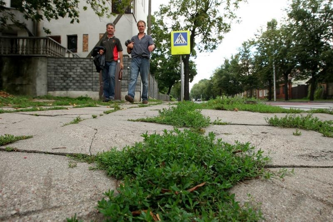 Kauno valdžia apžėlusiais šaligatviais nevaikšto