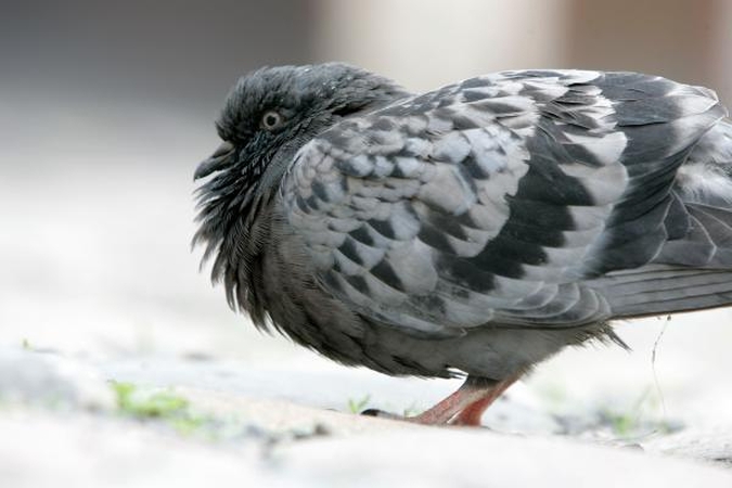 Balandžiai moka atpažinti „blogiukus“