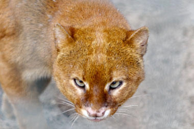 Vokietijos zoologijos sode auginamas žvairas jaguarundis gali tapti dar viena žvaigžde