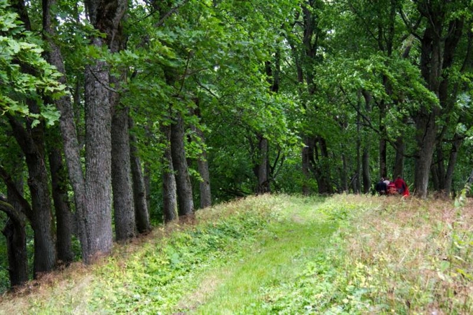 Už paaukotas knygas prie mokyklų ir darželių pasodins medelių