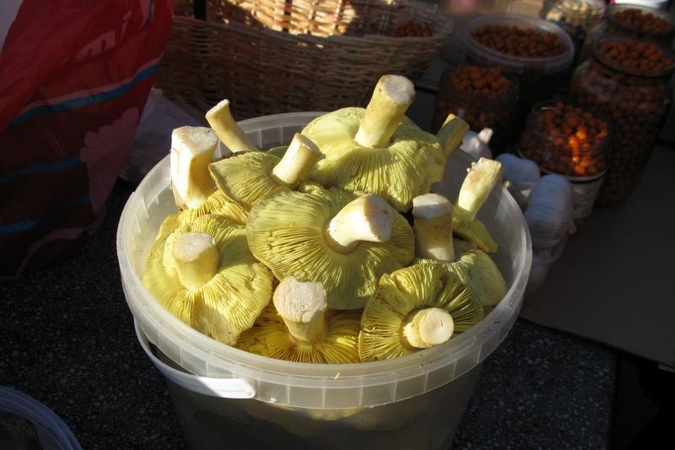 Turguose – paskutiniai  sezono grybai   
