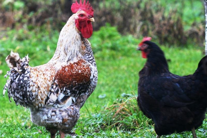 Vištos „išspjauna“ nepageidaujamų patinėlių spermą