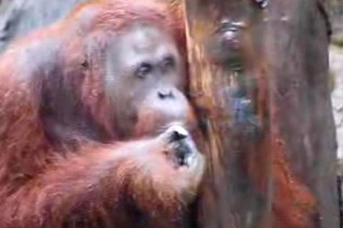 Orangutango patelę mėginama atpratinti nuo rūkymo