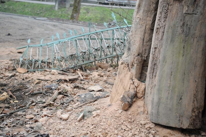 Seniausio Vilniaus ąžuolo viduje rasta net skudurų ir celofano