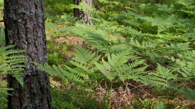 Miškininkai perspėja: šiuo metu erkių ypač daug