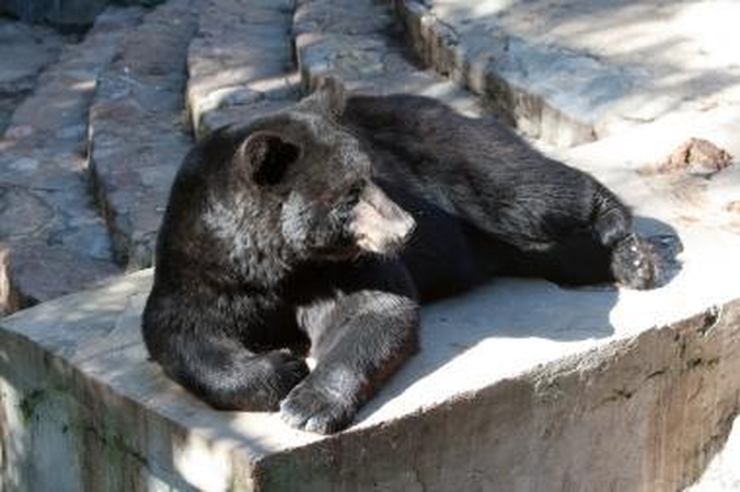 Zoologijos sodas laukia Kauno choro laimėtų pinigų