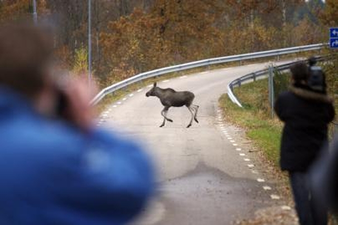 Krašto keliuose pavojingiausi gyvūnai