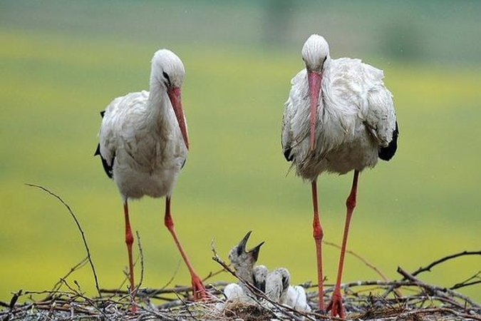Gandrai ant uodegų parneša kieles, kurios išdaužo paskutinius ledus