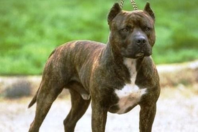 Rokiškėnė: tas, kuris pakorė pitbulterjerą, turėjo būti budelis