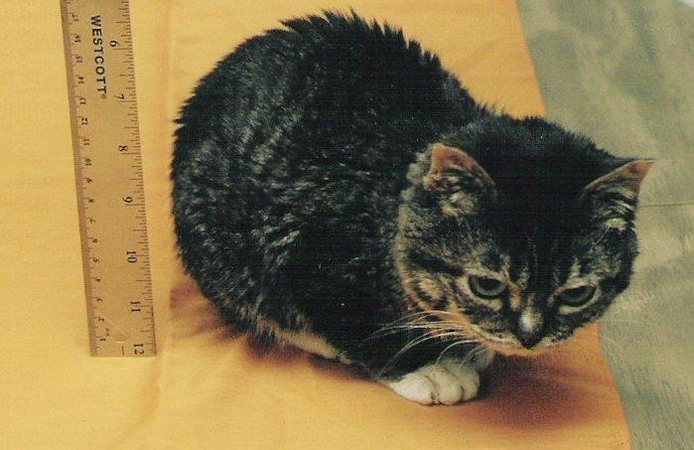 Mažiausias kačiukas pasaulyje telpa į arbatos puodelį (foto)